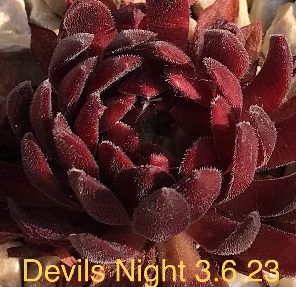 Devils Night