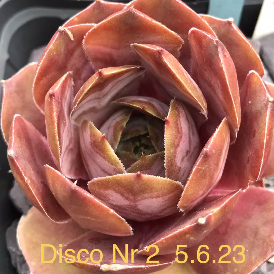 Disco 2