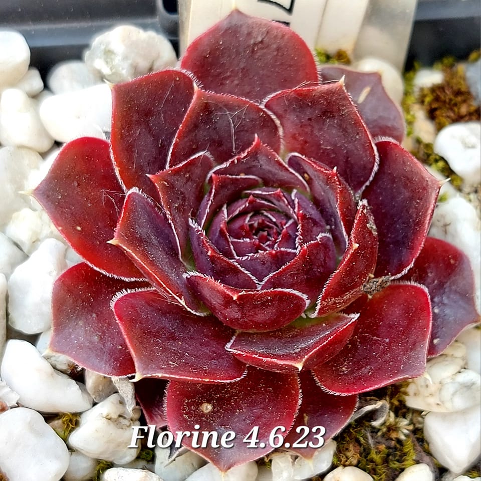 Florine / Jovi 