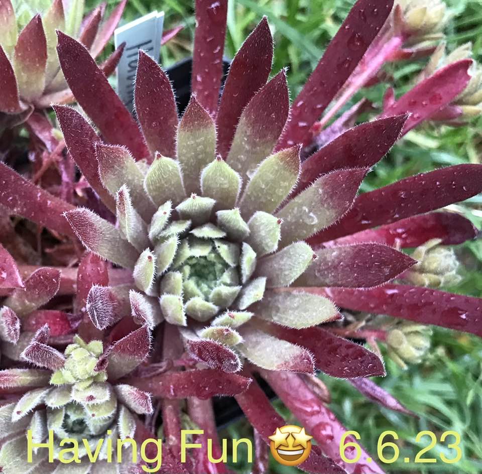 Having Fun