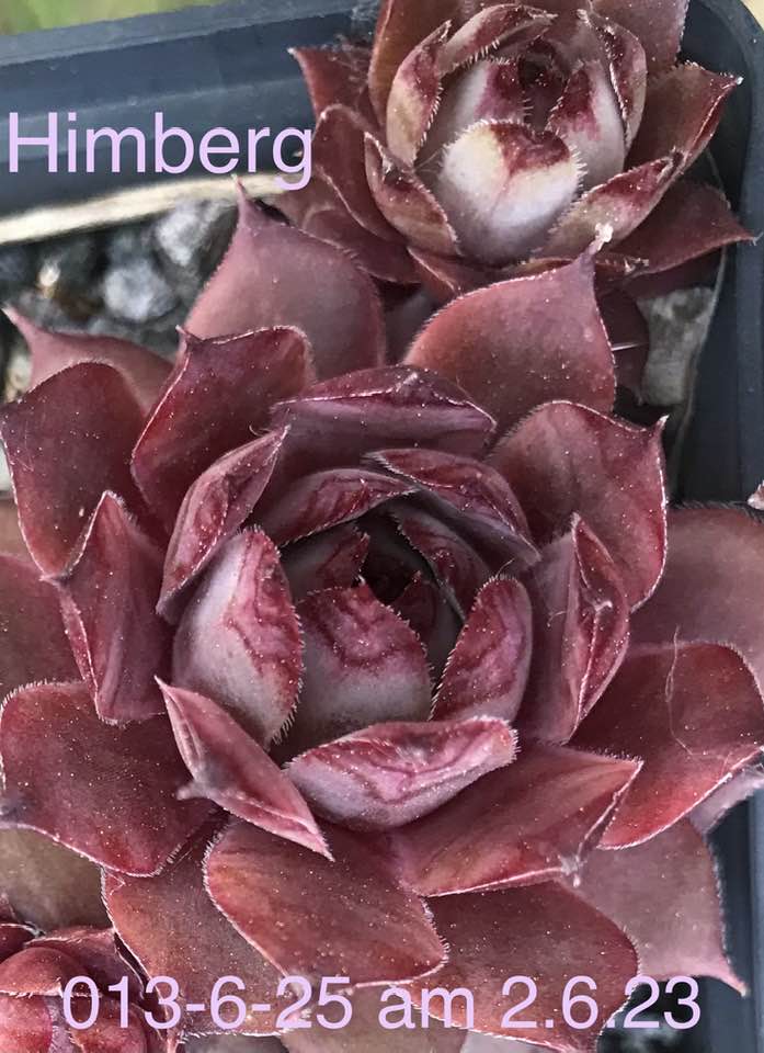 Himberg