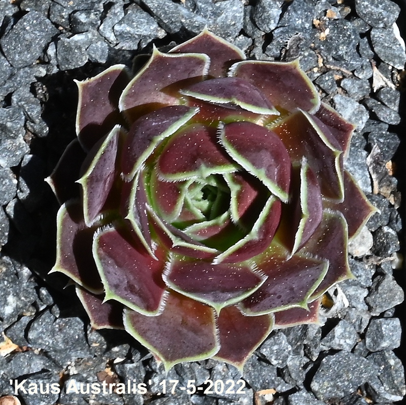 Kaus Australis