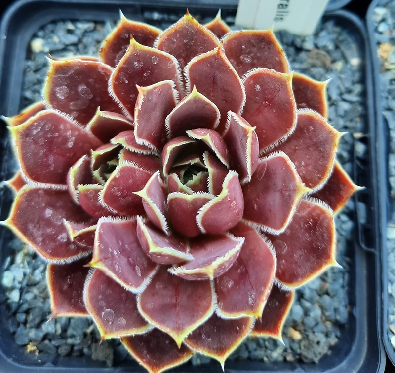 Kaus Australis