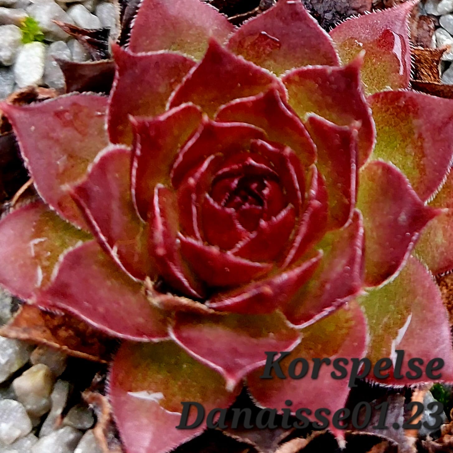 Korspelse Danaisse