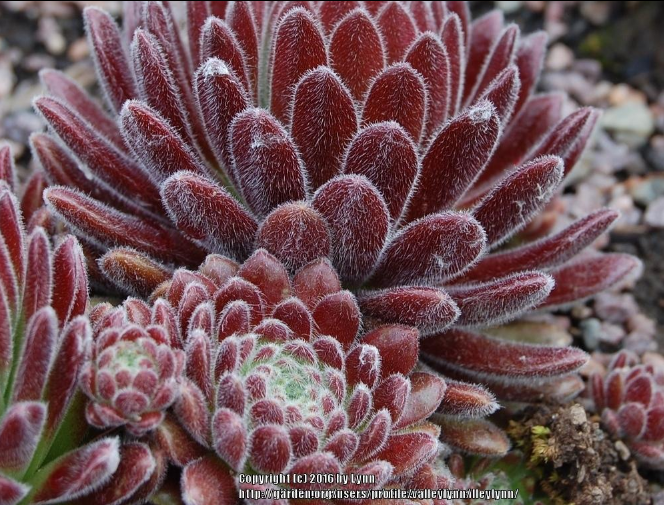 Pacific Plum Fuzzy