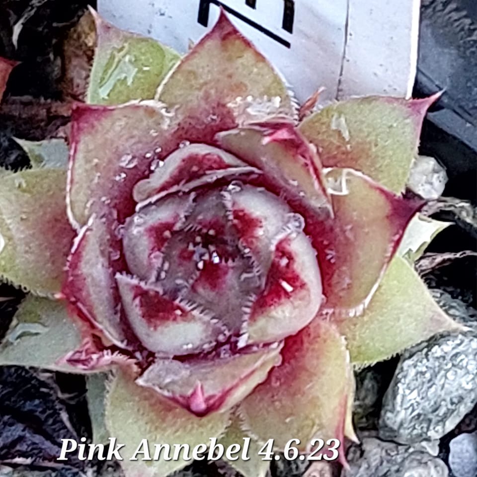 Pink Annebel