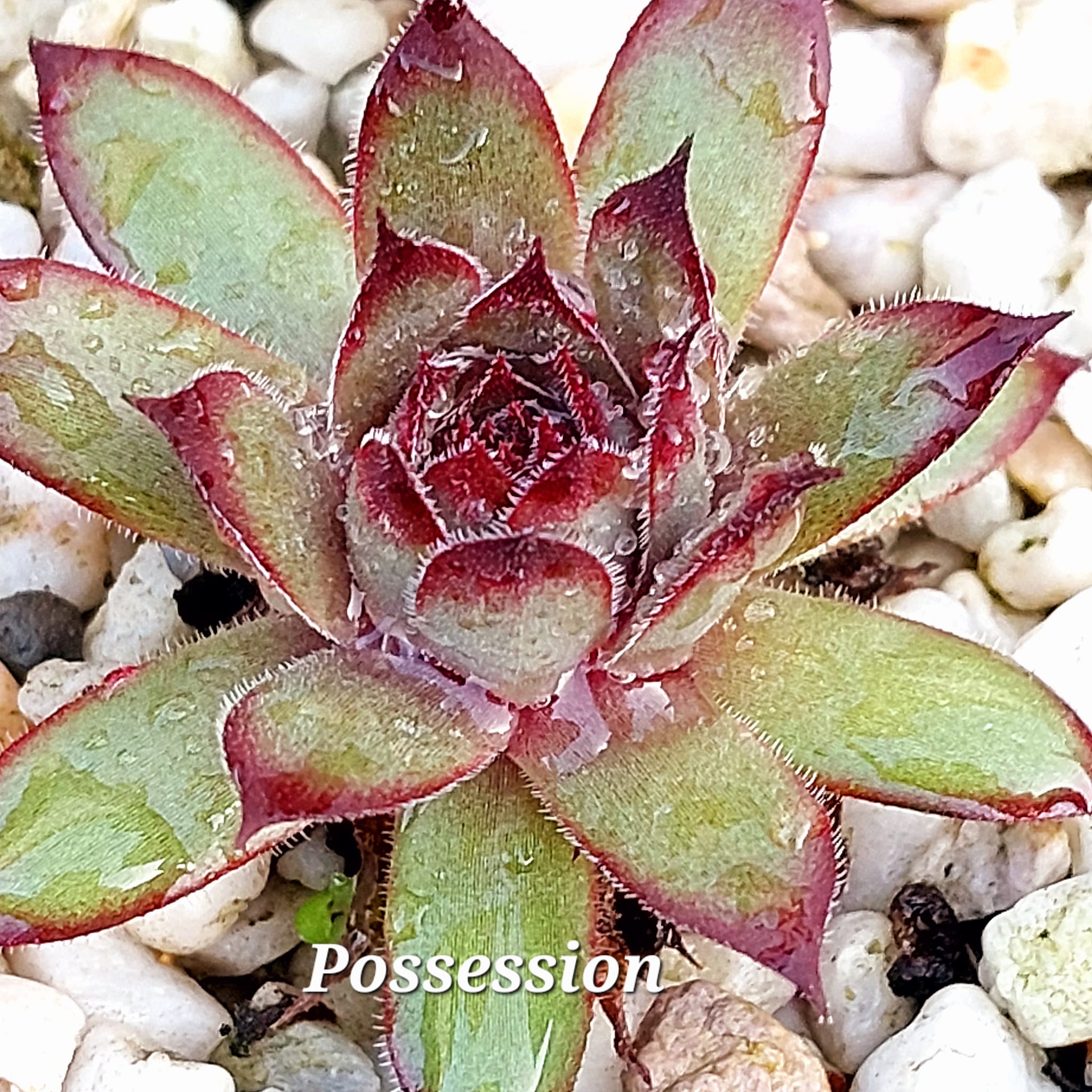 Possession