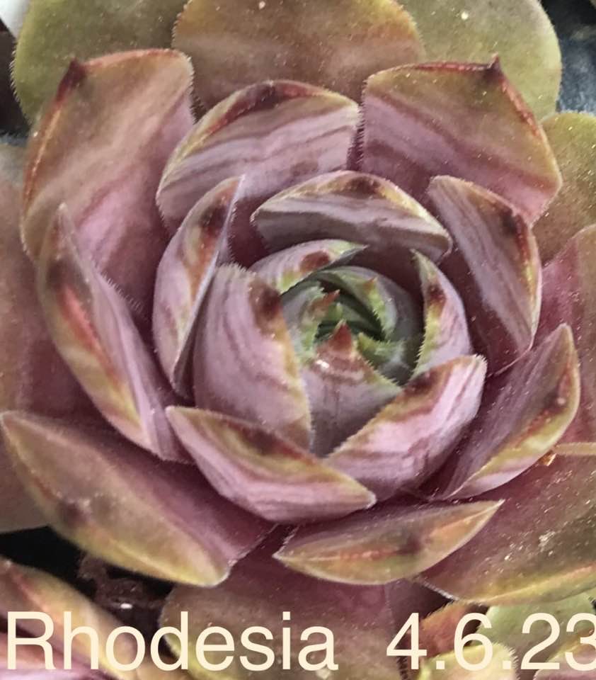 Rhodesia