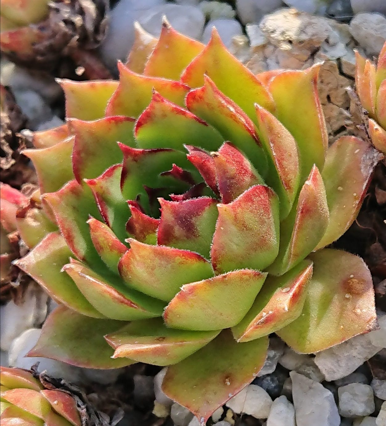 Sunlight Spot