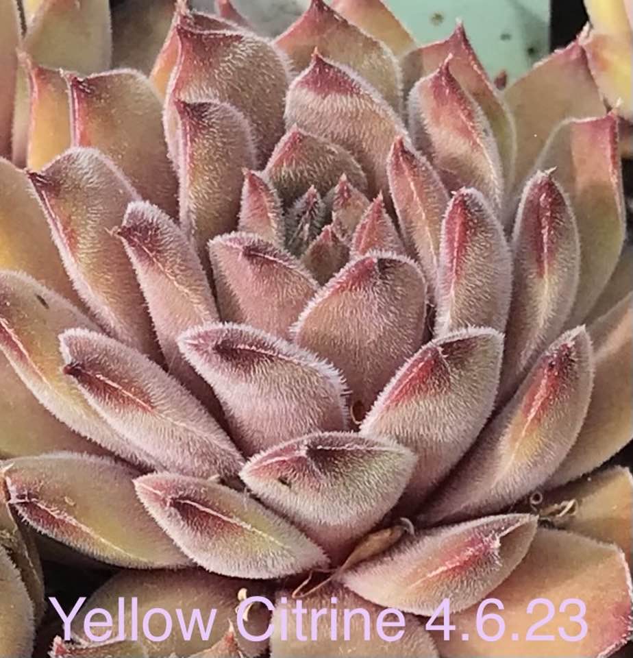 Yellow Citrin