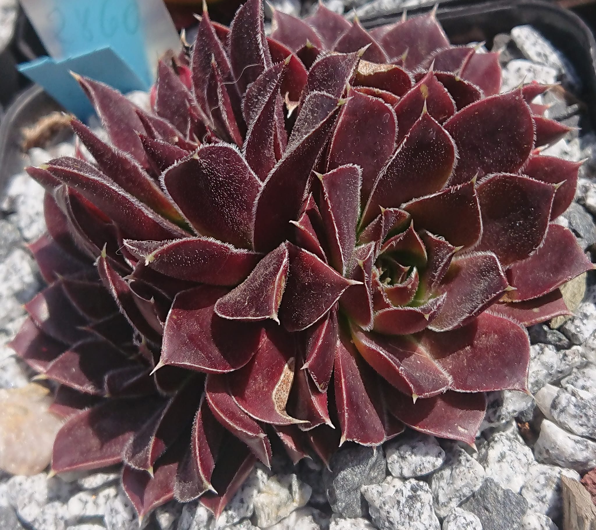Zigeumblut