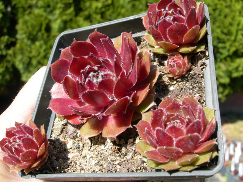 Cecylia