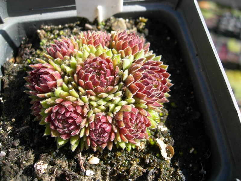 Coccinella
