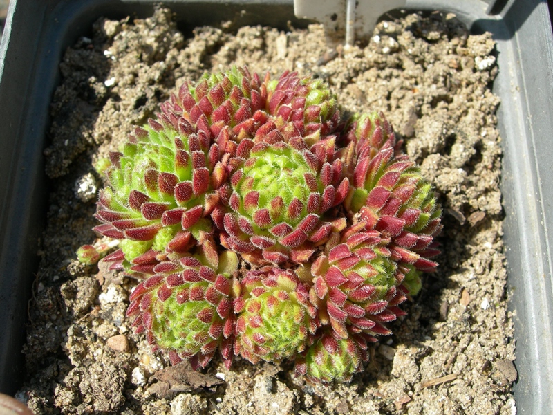 Coccinella
