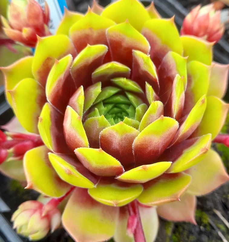Coral Beauty