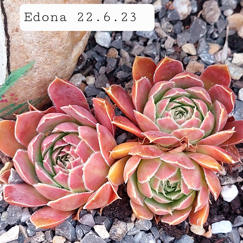 Edona / Jovi