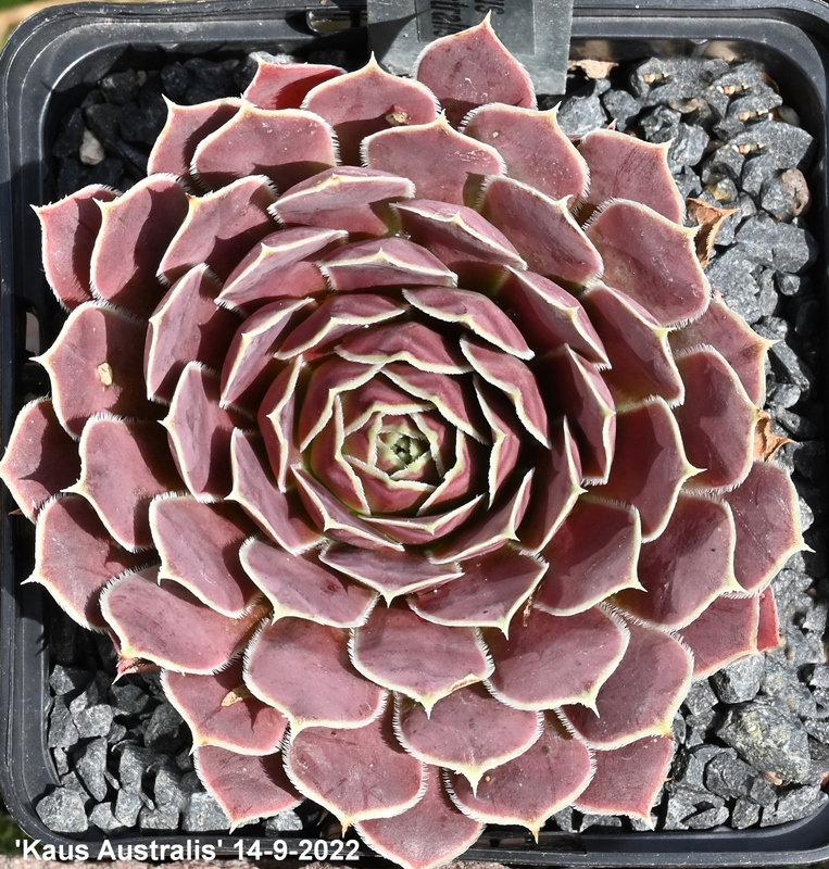 Kaus Australis