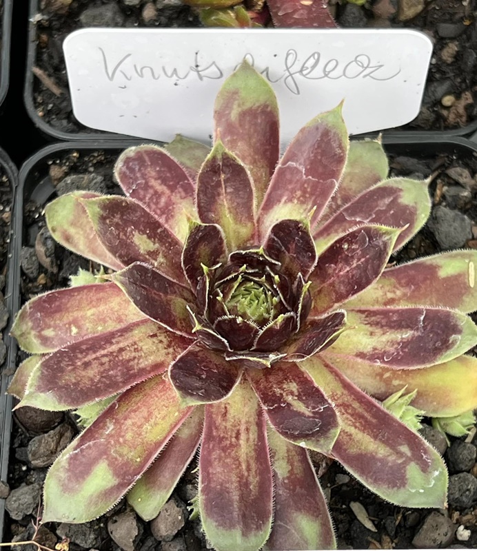 Knutschfleck