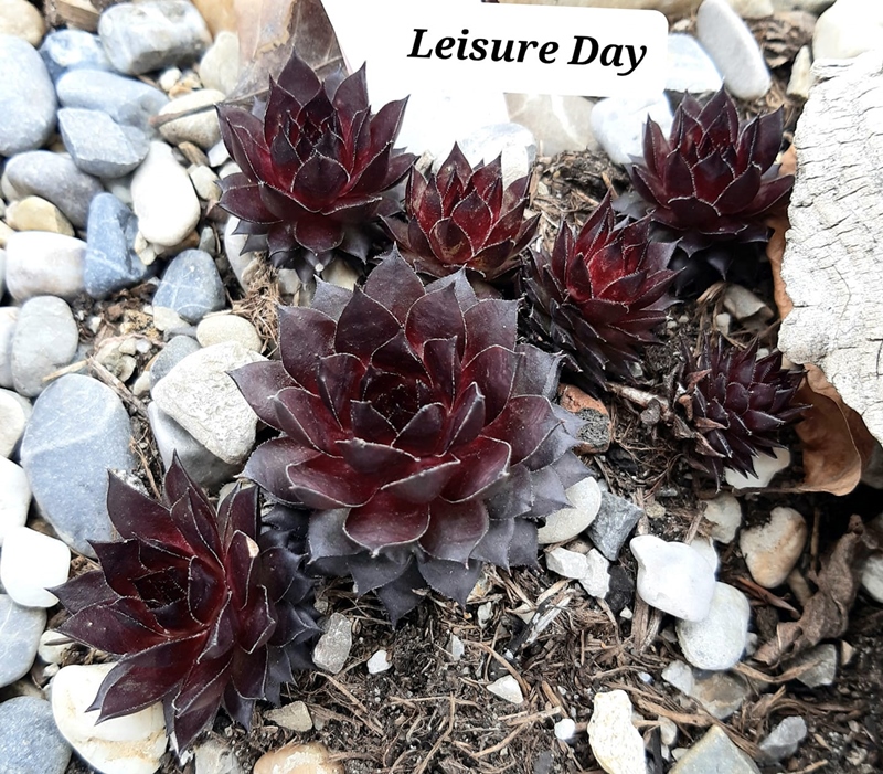 Leisure Day