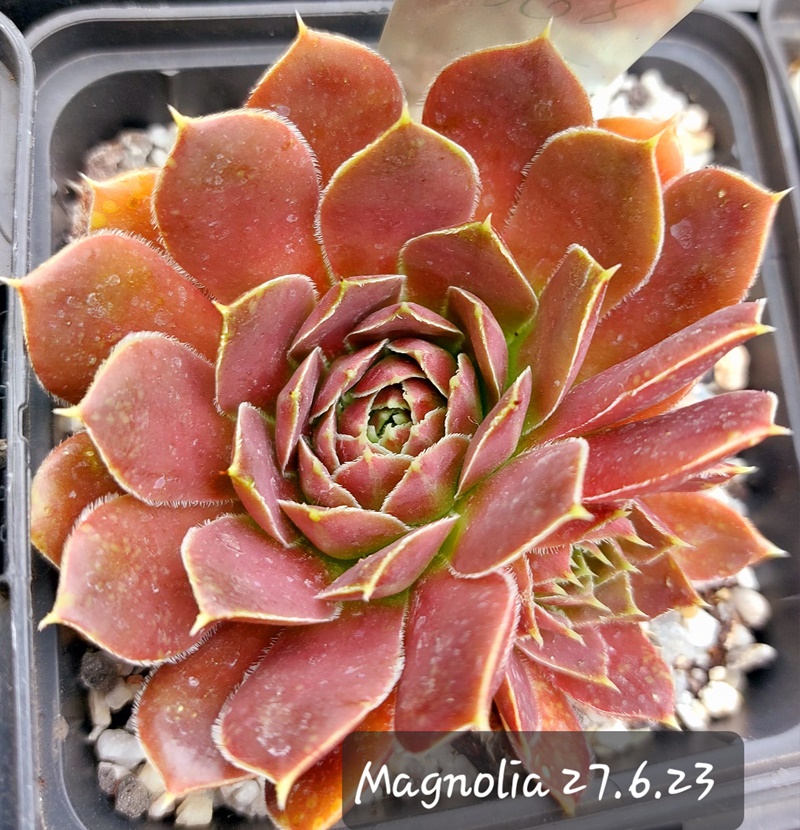 Magnolia / Jovi