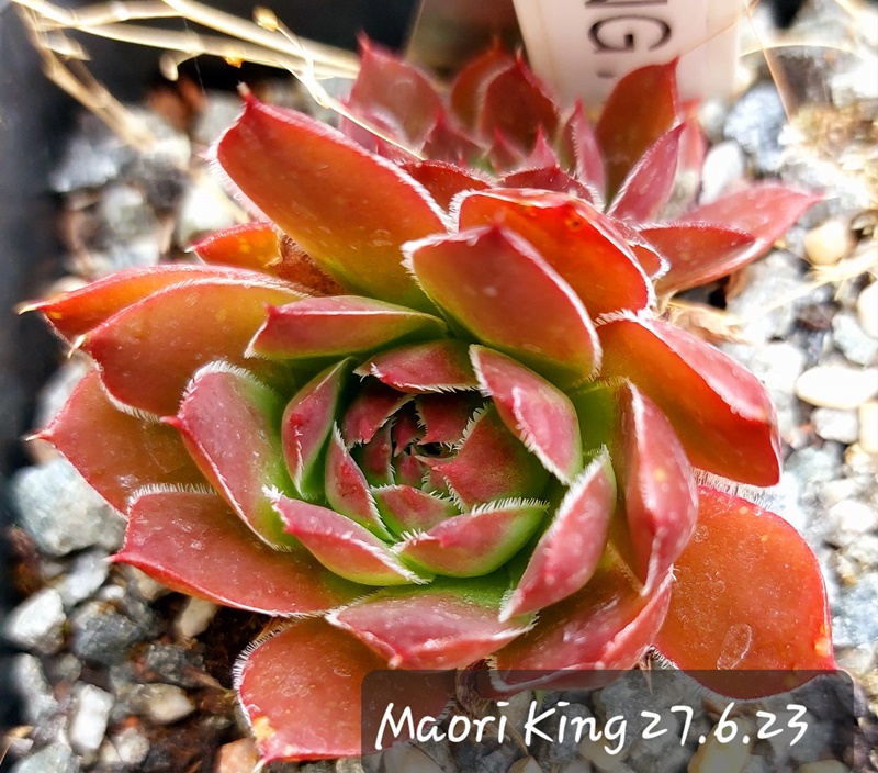 Maori King / Jovi