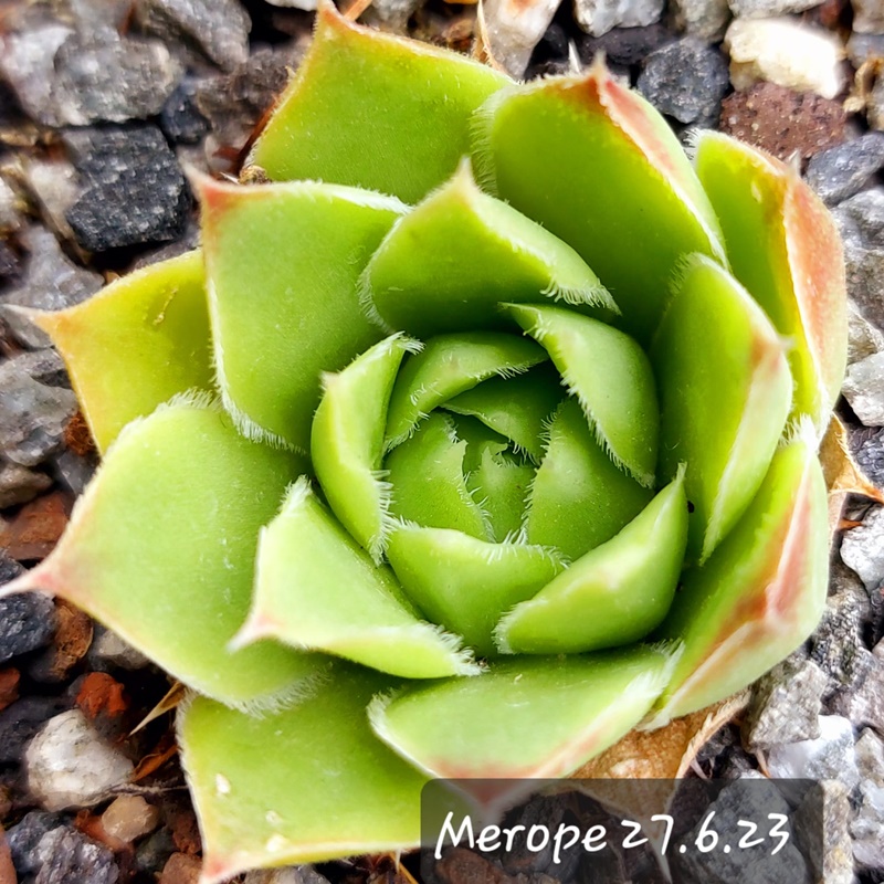 Merope / Jovi