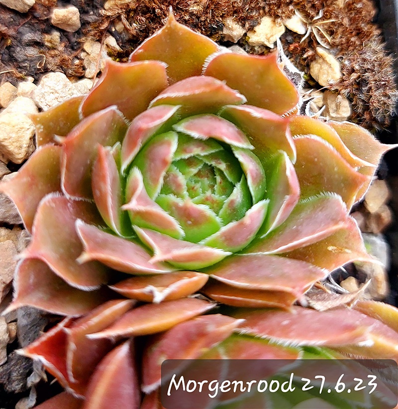 Morgenrood / Jovi