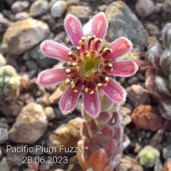 Pacific Plum Fuzzy