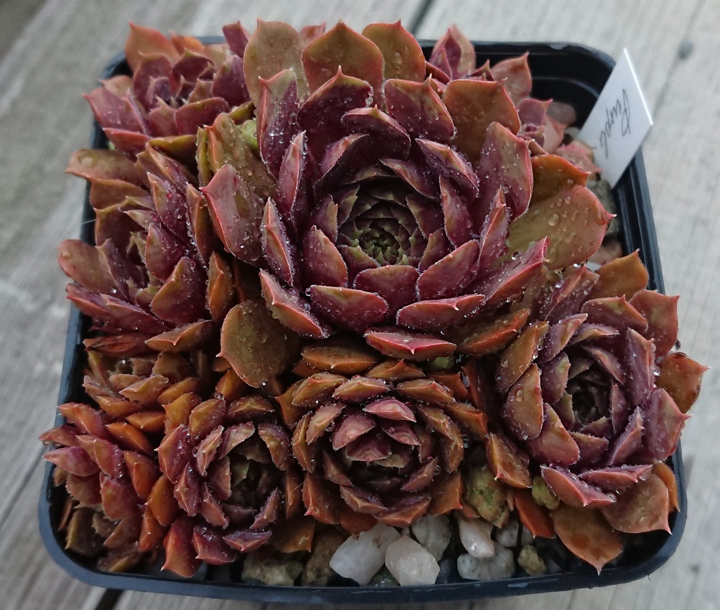 Purple King