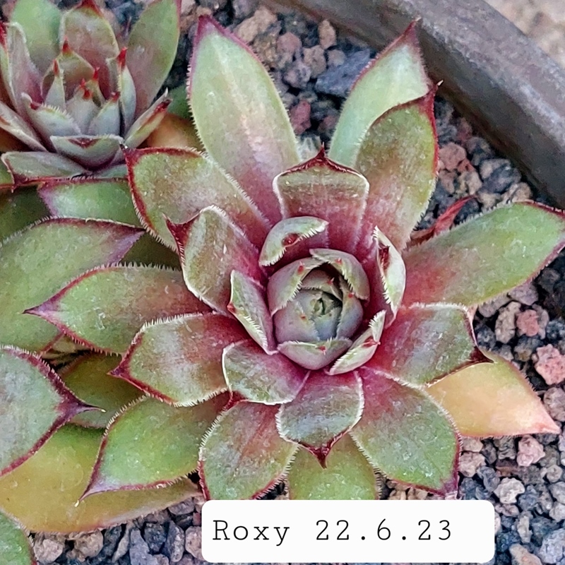 Roxy