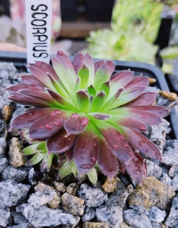 Scorpius