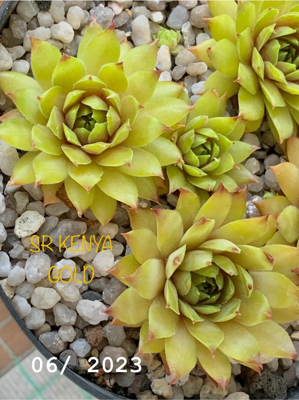 SR Kenya Gold