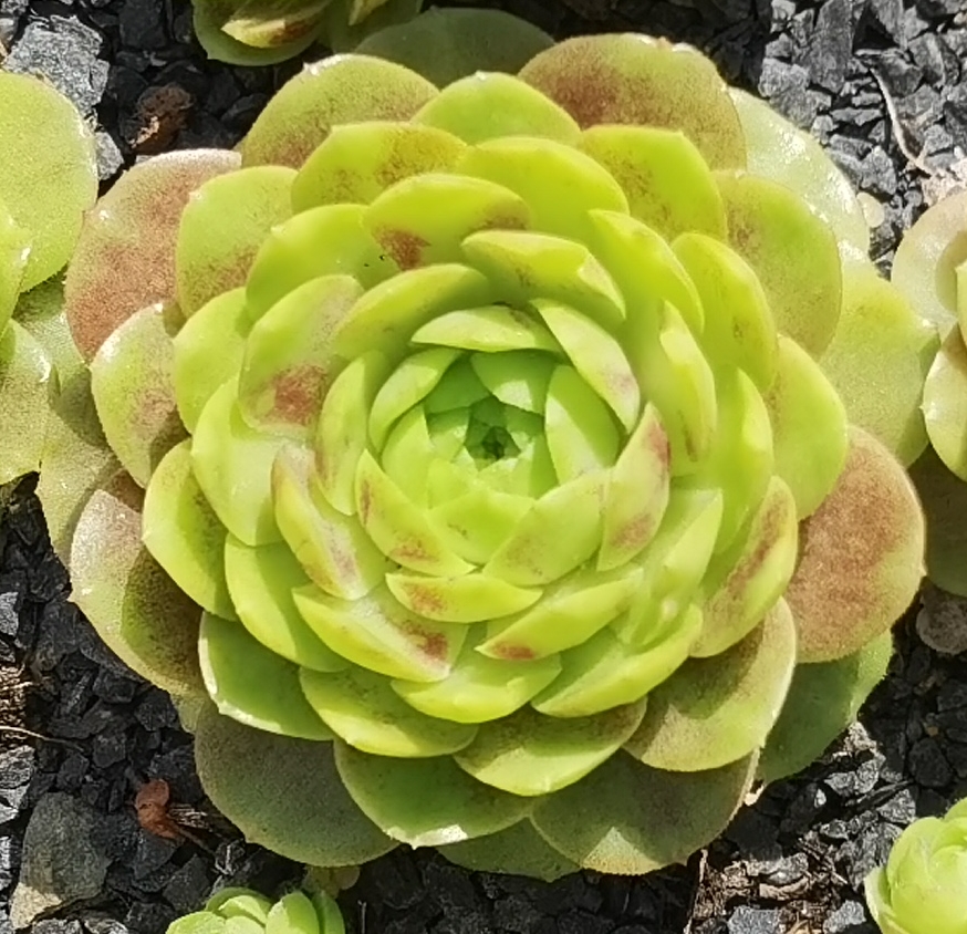 Sweet Rockoon