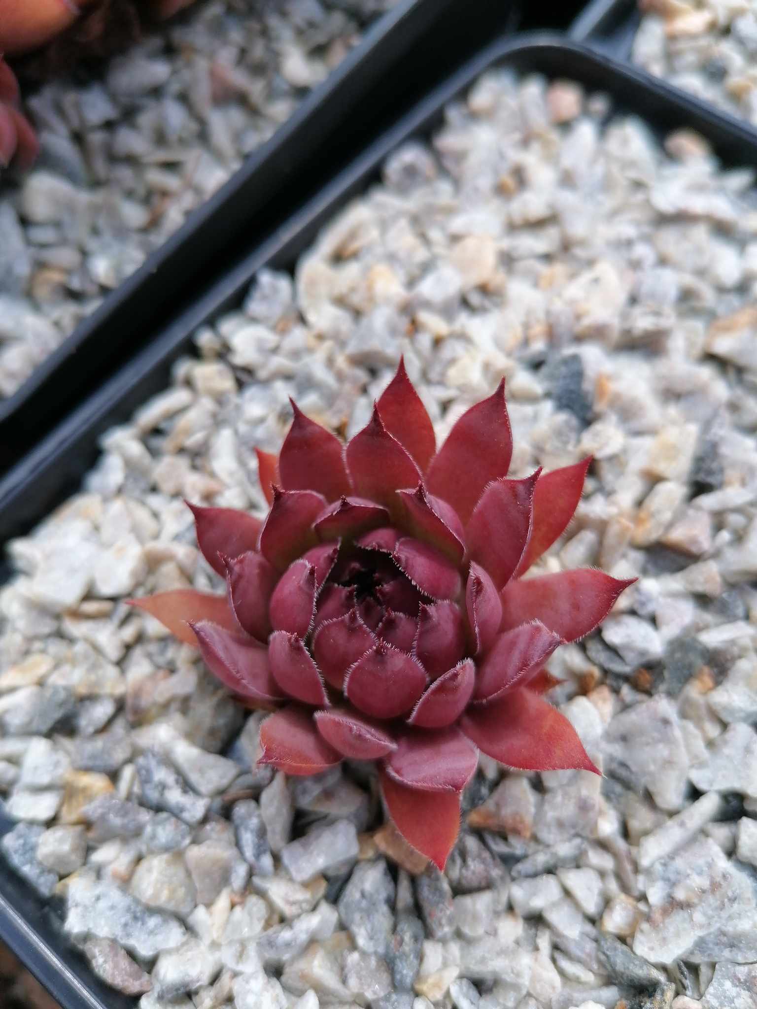 Alpentraum