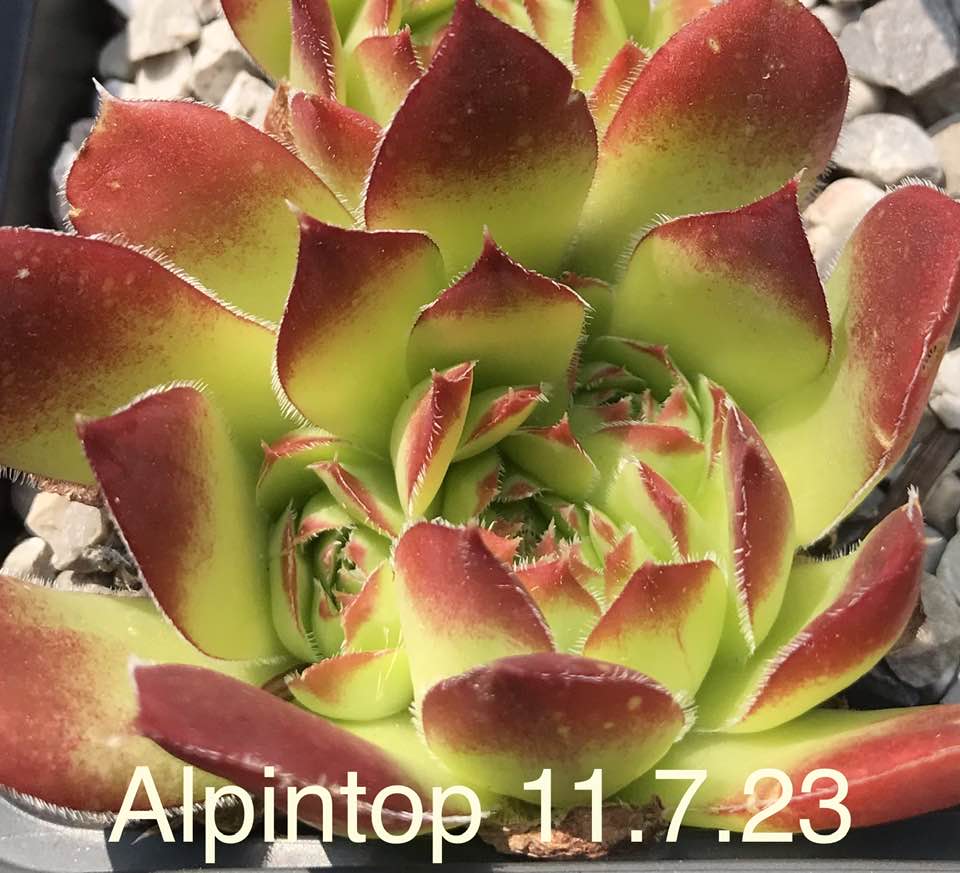 Alpintop / Jovi 