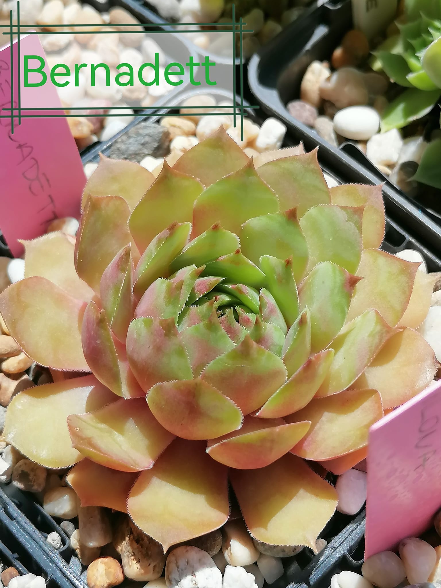 Bernadett
