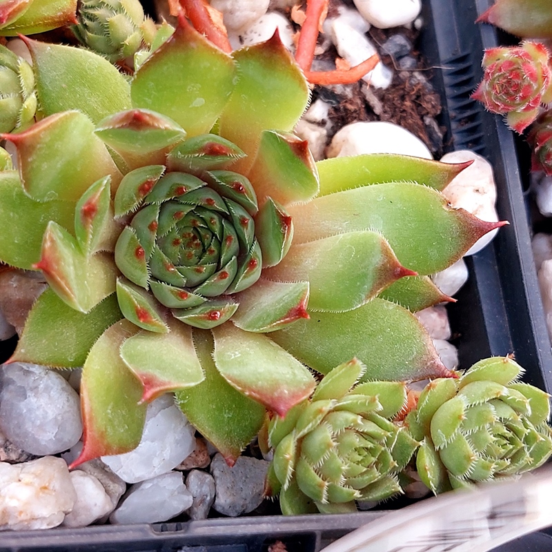 Brownspot Haven