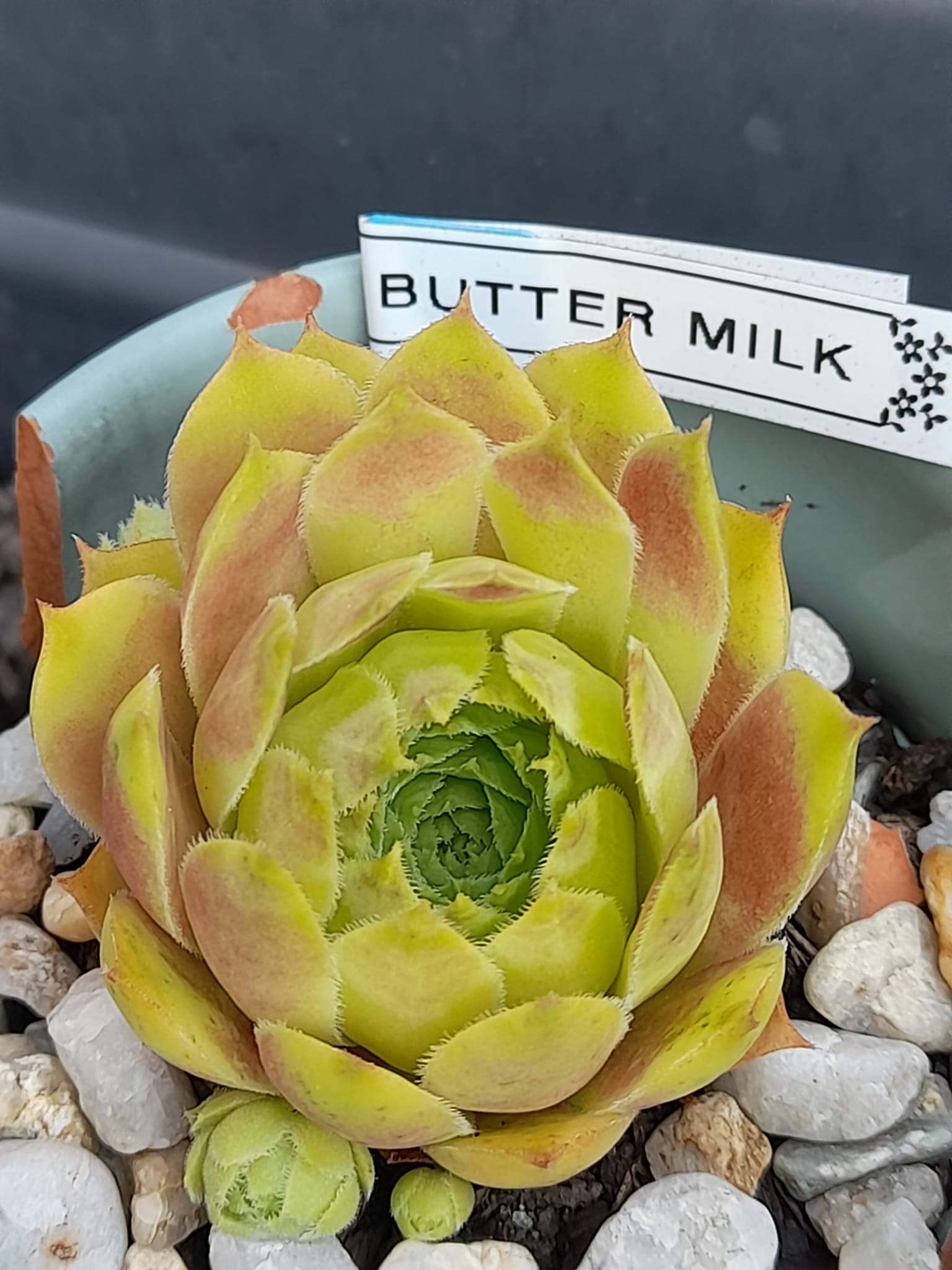 Buttermilk