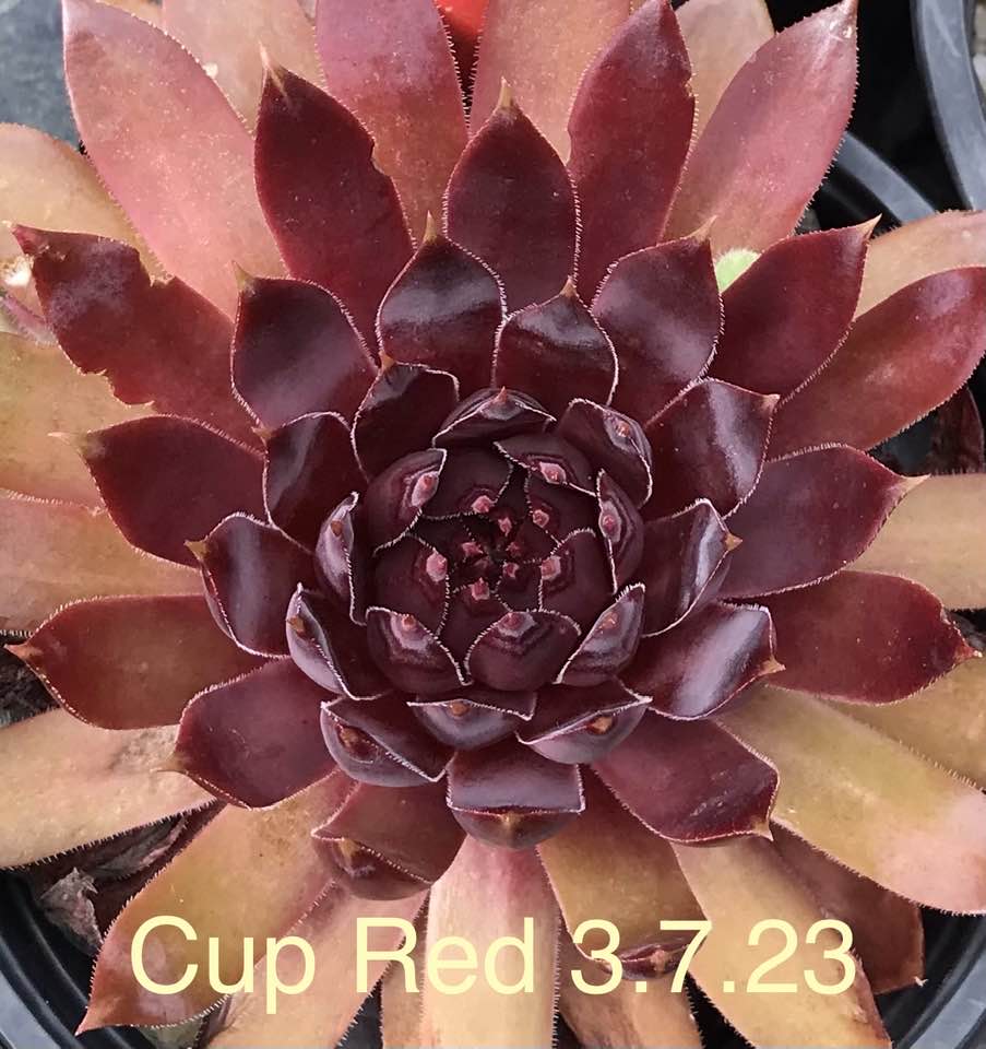 Cup Red