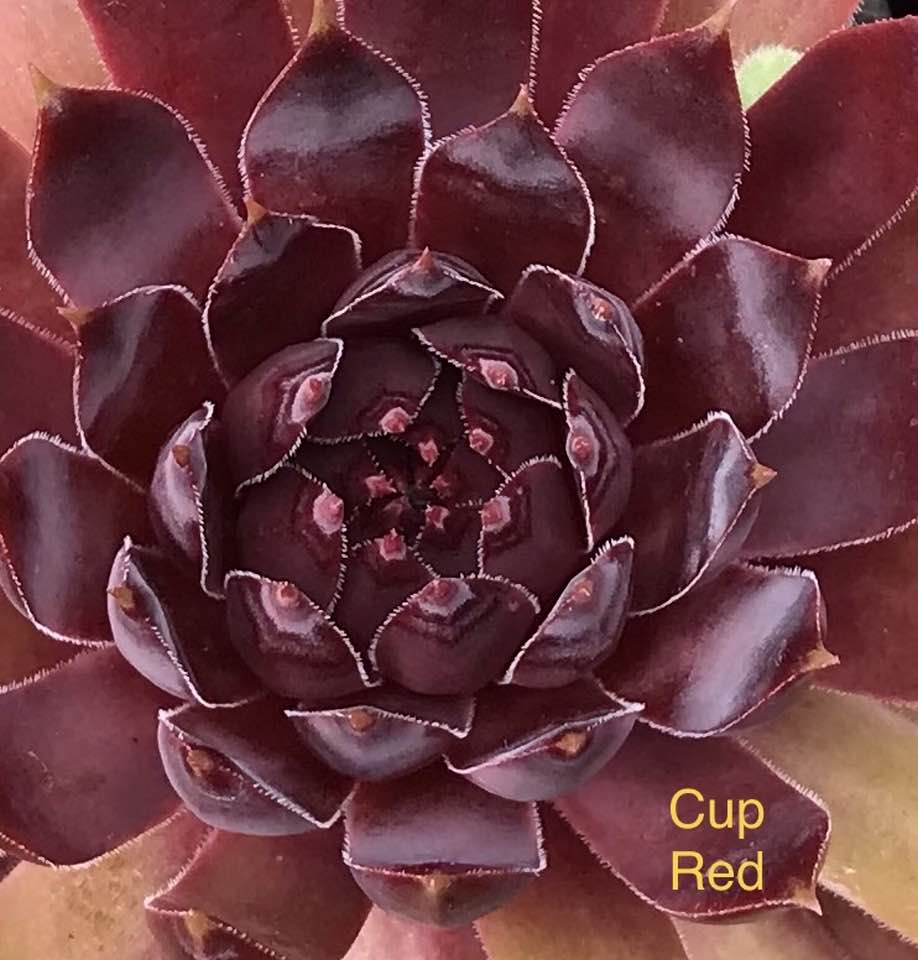 Cup Red