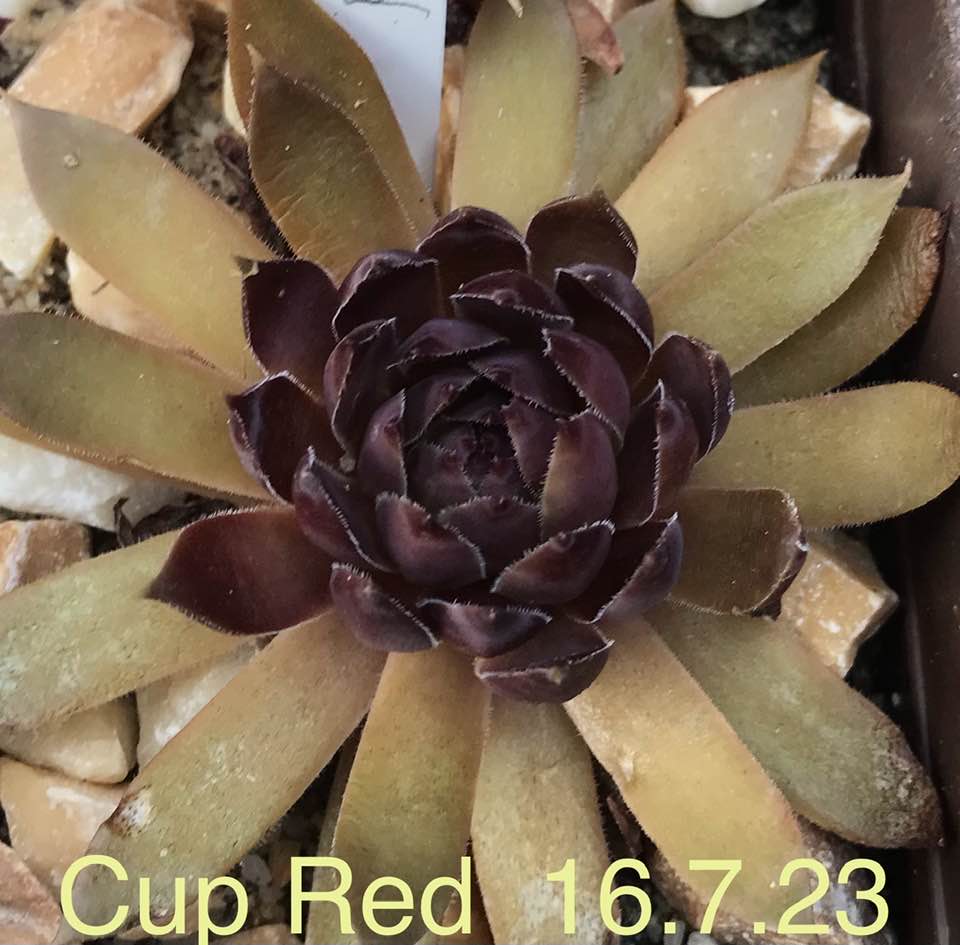 Cup Red