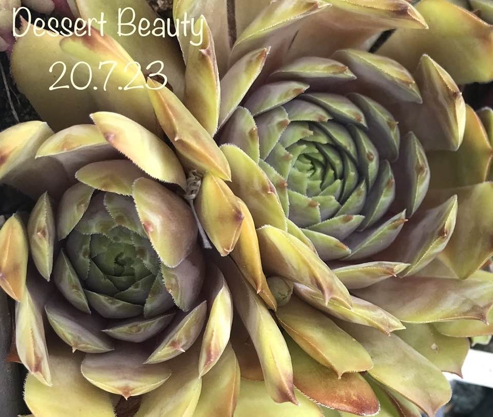 Dessert Beauty
