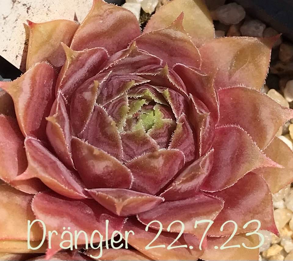Drängler