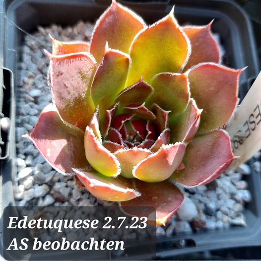 Edetuquese