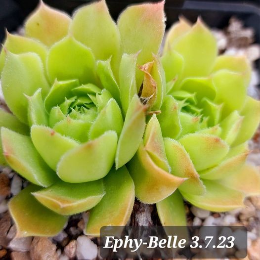 Ephy-Belle / Jovi
