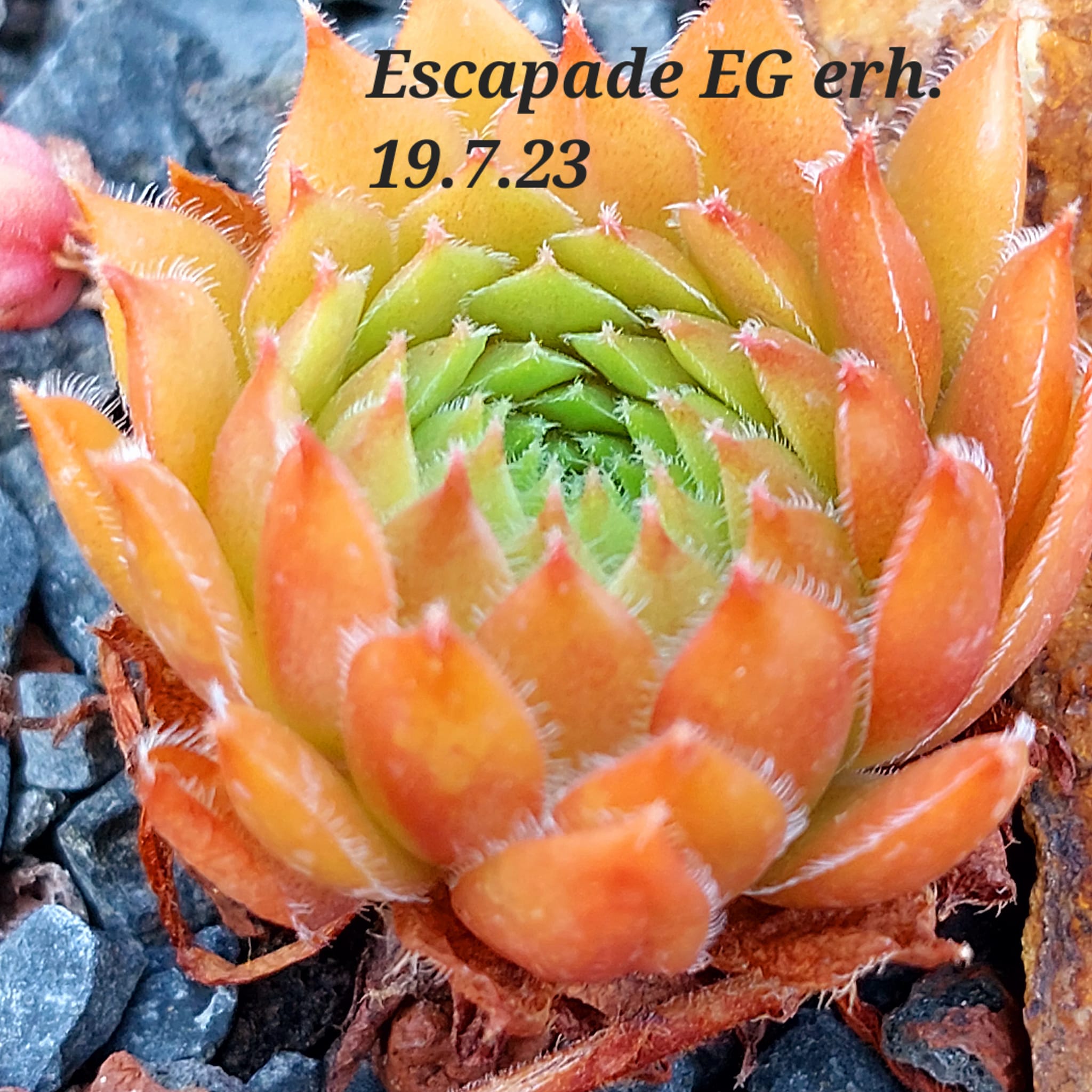 Escapade
