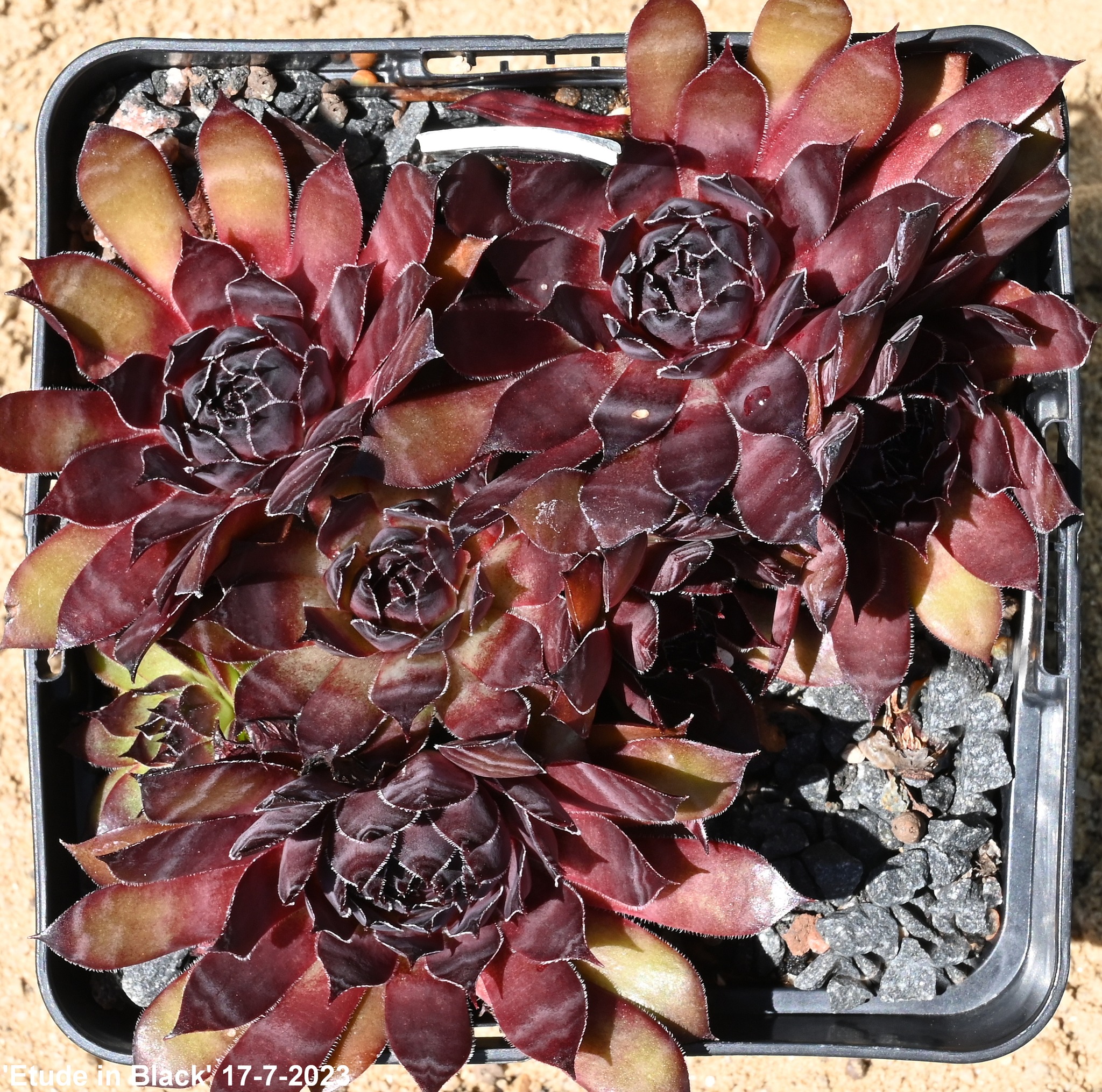 Etude in Black