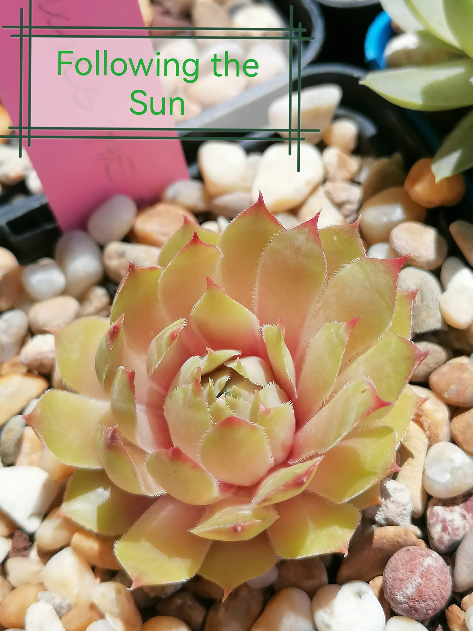 Following the Sun