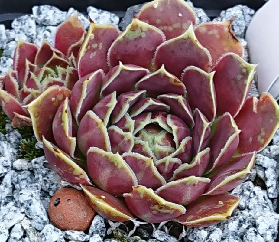 Gloriole / Jovi 
