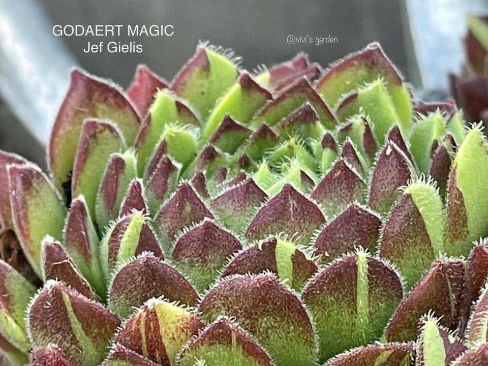 Godaert Magic 